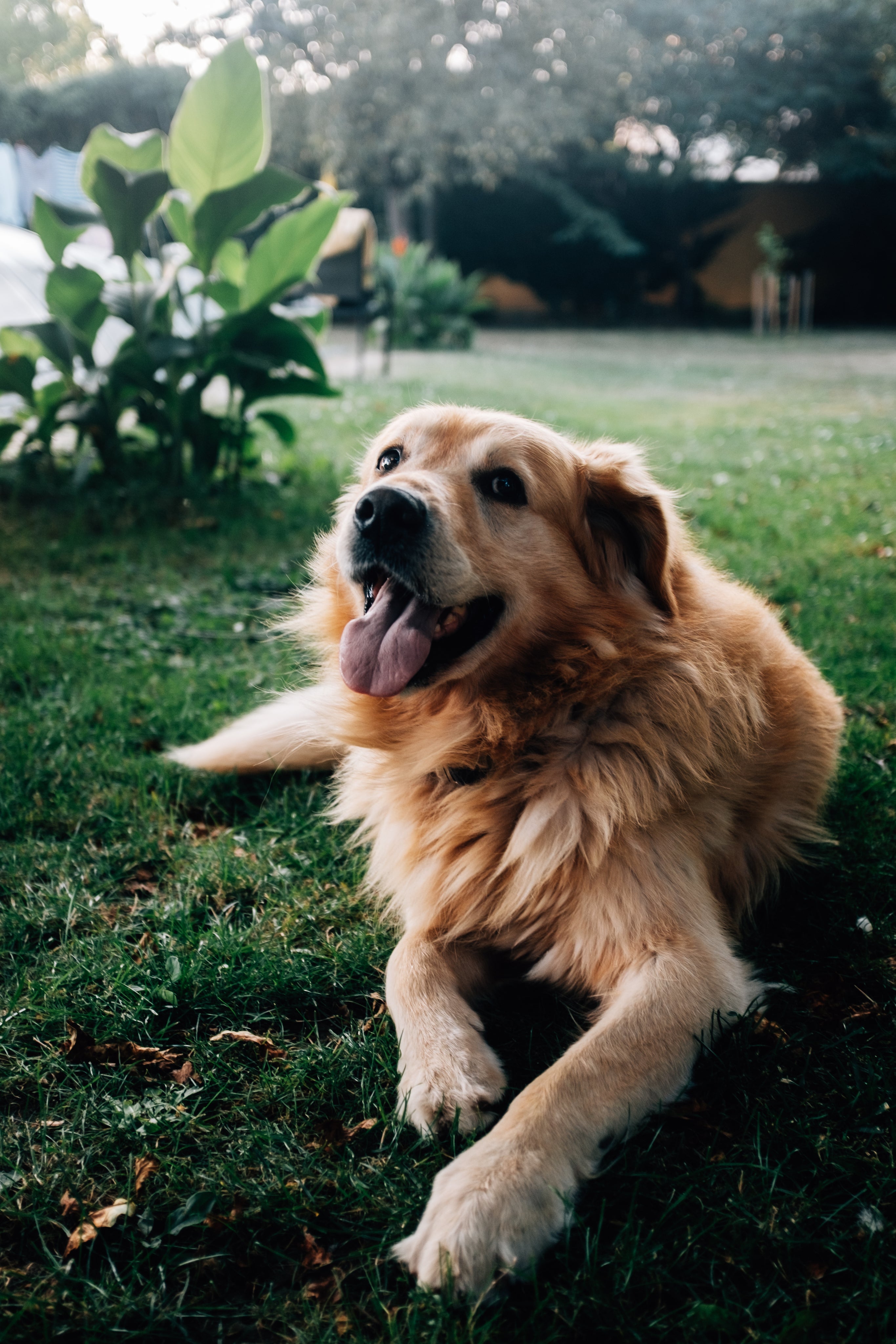 files/happy-golden-retriever-in-summer.jpg